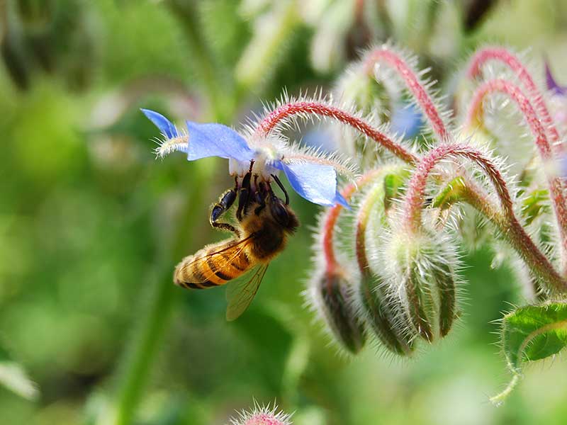 Pollinering av gurkört