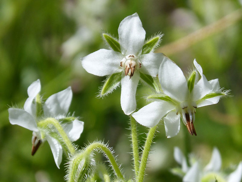 Gurört Alba med vita blommor - px