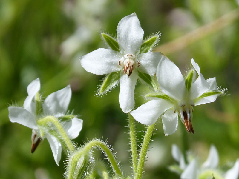 Gurört Alba med vita blommor - px Gurört Alba med vita blommor - px