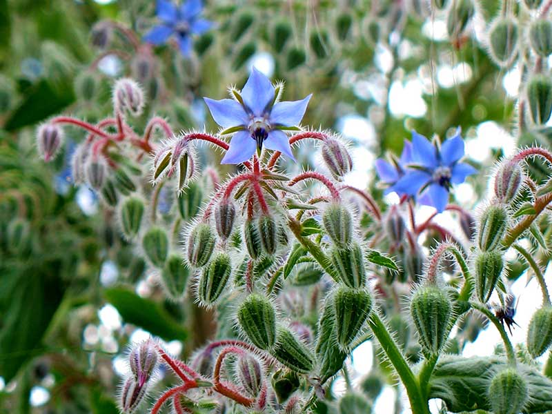 Gurkört blomma och knoppar