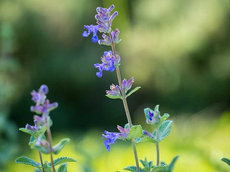 Kattmynta med blå blommor