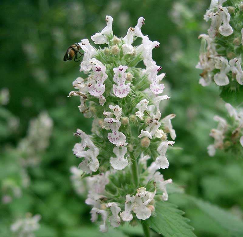 Kattmynta 'Citriodora' med vita blommor - x