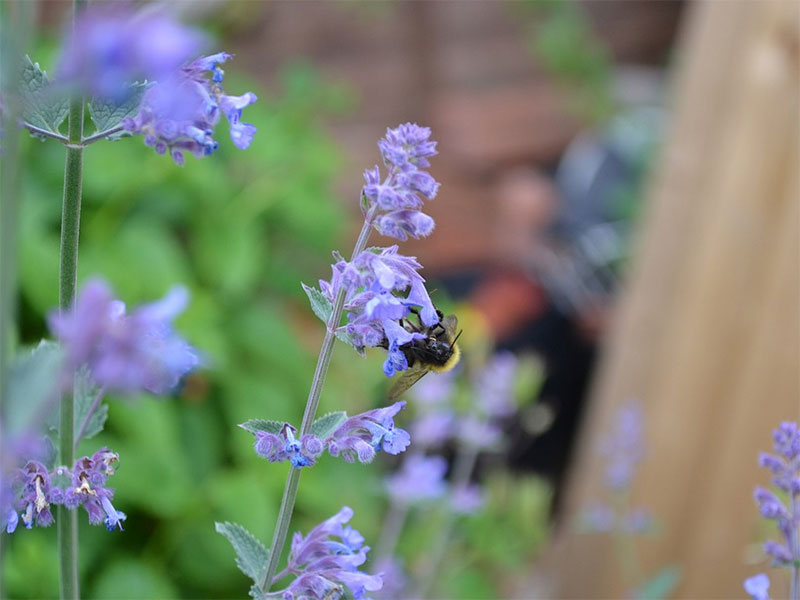 Kattmynta med blå blommor - px