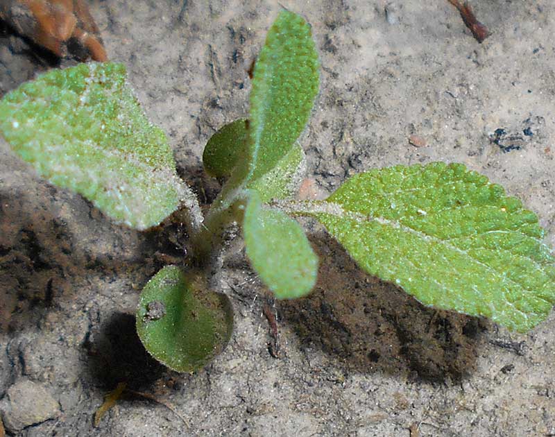 Groddplanta av salvia