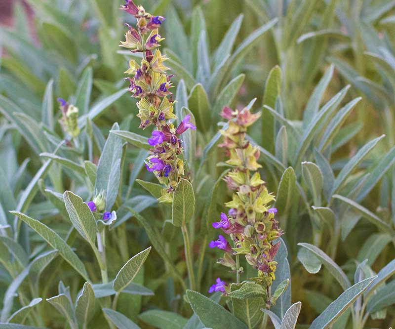 Kryddsalvia med lila blommor