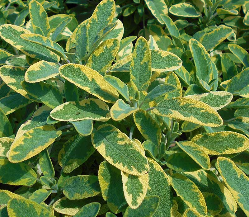 Kryddsalvia Icterina gulgröna blad Kryddsalvia Icterina gulgröna blad