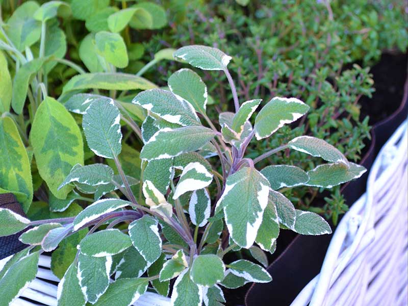 Kryddsalvia Tricolor Kryddsalvia Tricolor