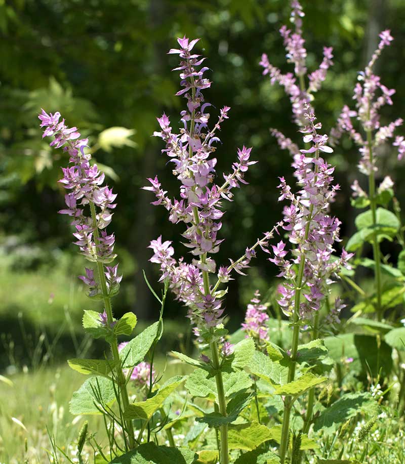 Blommande muskatellsalvia