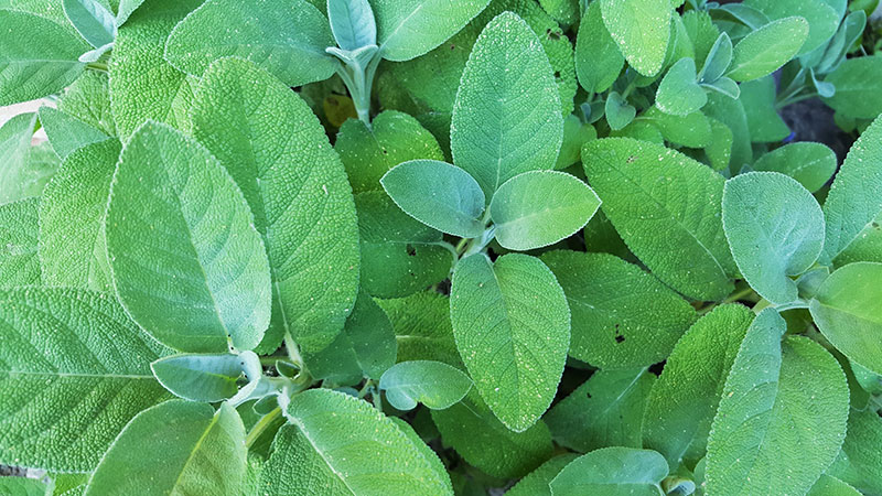 Kryddsalvia Kryddsalvia