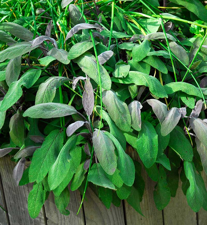 Mörkbladig kryddsalvia Purpurascens Mörkbladig kryddsalvia Purpurascens