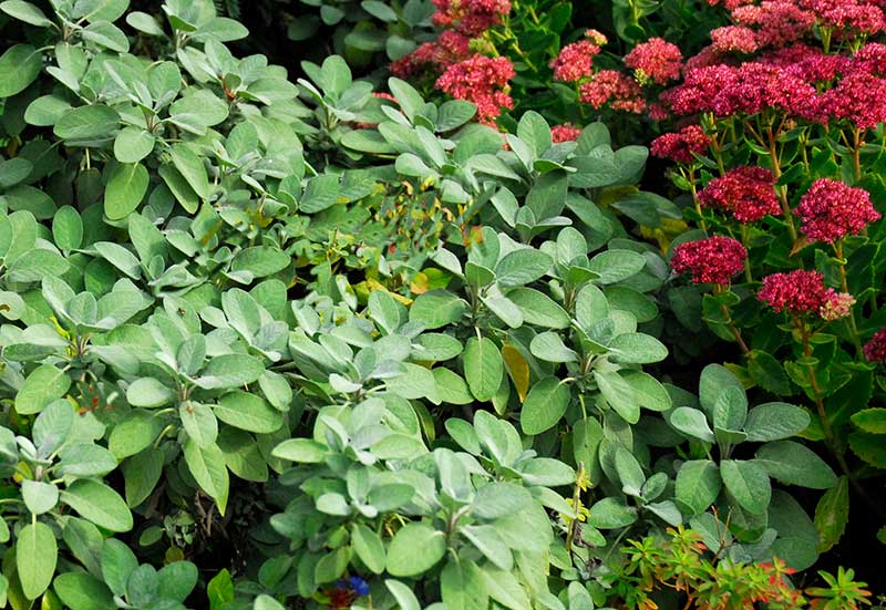 Salvia samordnad med kärleksört Salvia samordnad med kärleksört