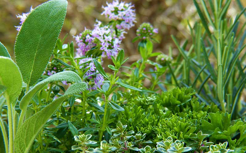 Samodling med kryddsalvia och rosmarin