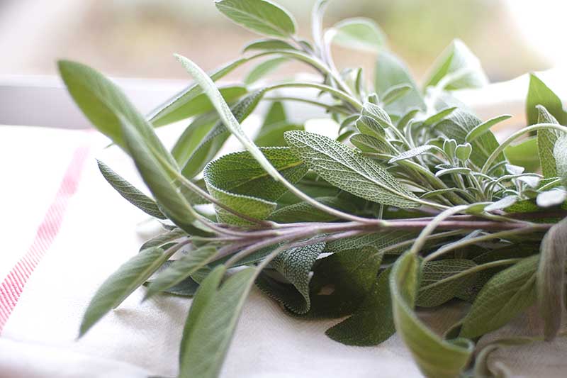 Skörd av wryddsalvia Skörd av wryddsalvia