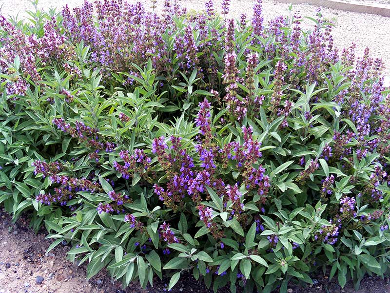 Vildväxande kryddsalvia i Spanien Vildväxande kryddsalvia i Spanien