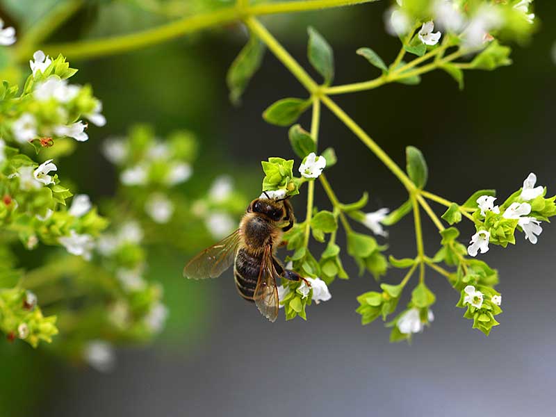 Mejram blomma med bi