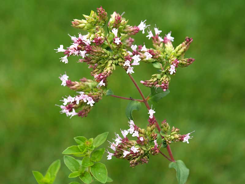 Mejram blomma - px Mejram blomma - px