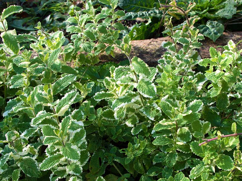 Ananasmynta