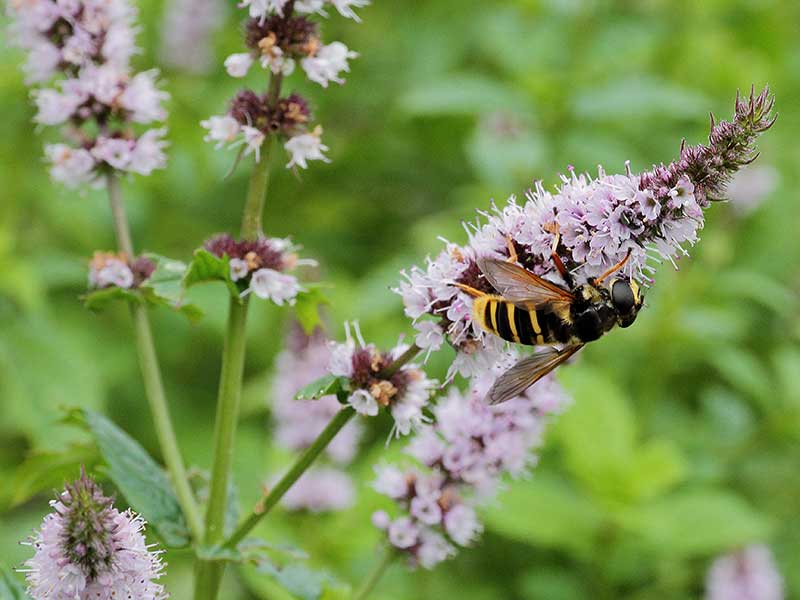 Bi som pollinerar blomma av grönmynta