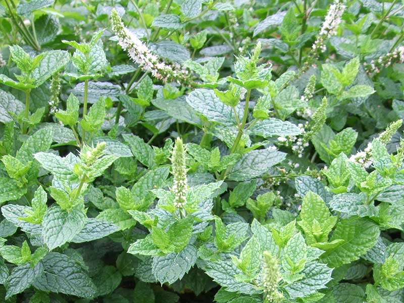 Blommande grönmynta Mentha spicata