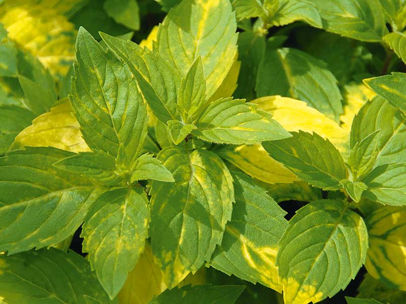 Ingefärsmynta 'Variegata' Ginger