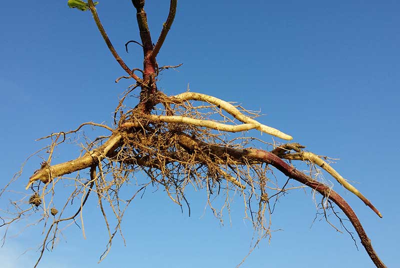 Förökning av mynta med rhizom, rotskott Förökning av mynta med rhizom, rotskott