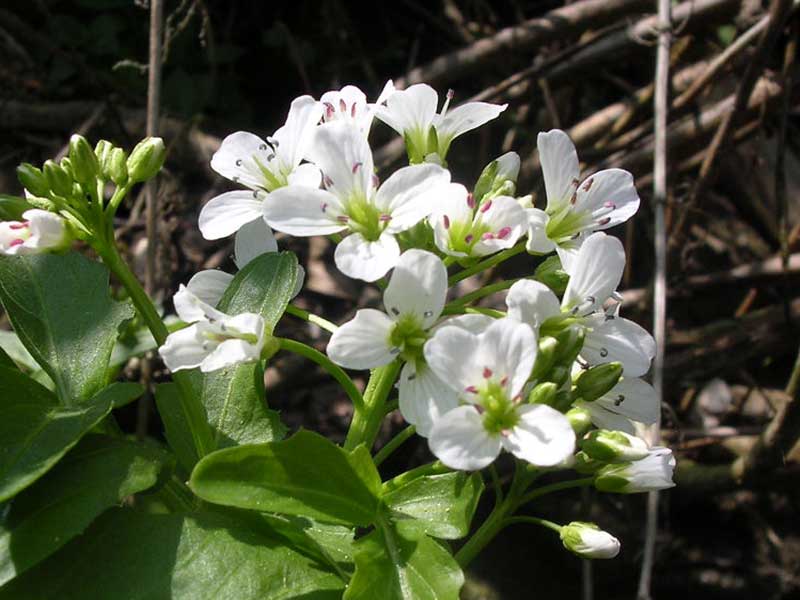 Blomma vattenkrasse