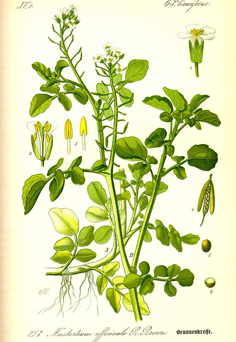 Botanisk illustration vattenkrasse