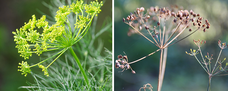 Dillkrona av blomma och frö för självsådd av dill - px