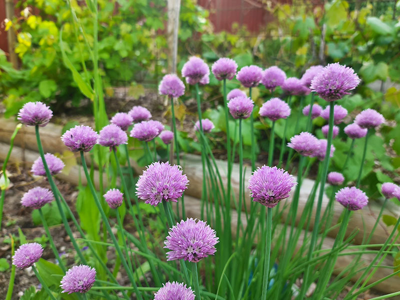 Gräslökens blommor - LS