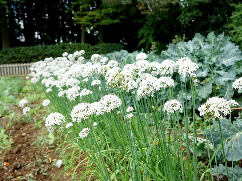 Kinesisk gräslök i köksland som blommar - LL