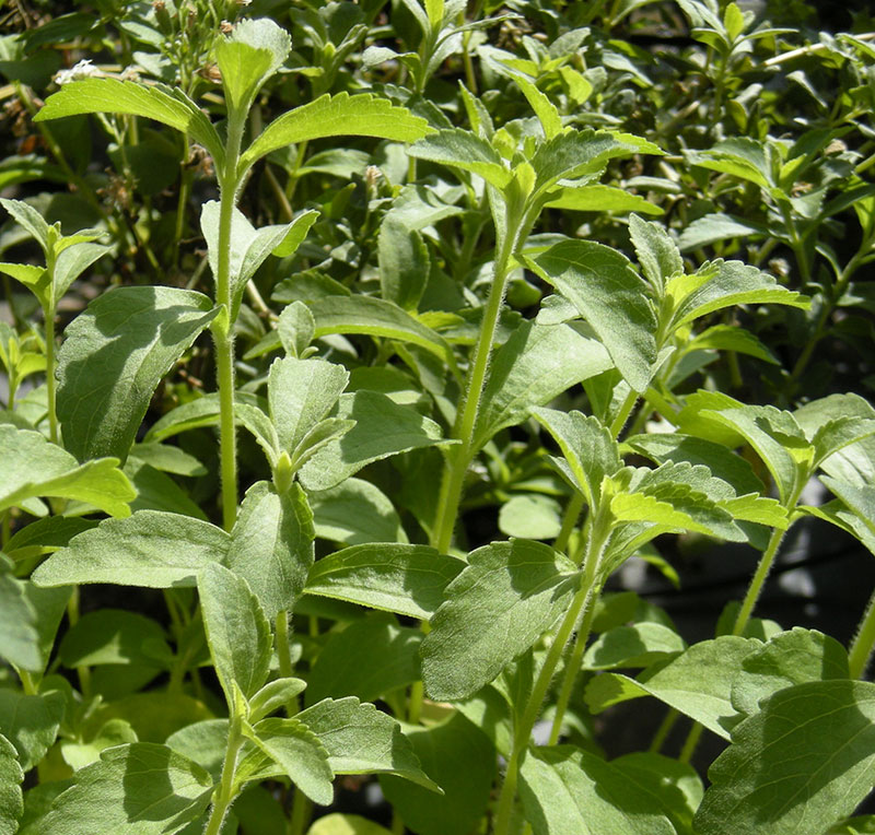 Sötflockel, stevia I odling