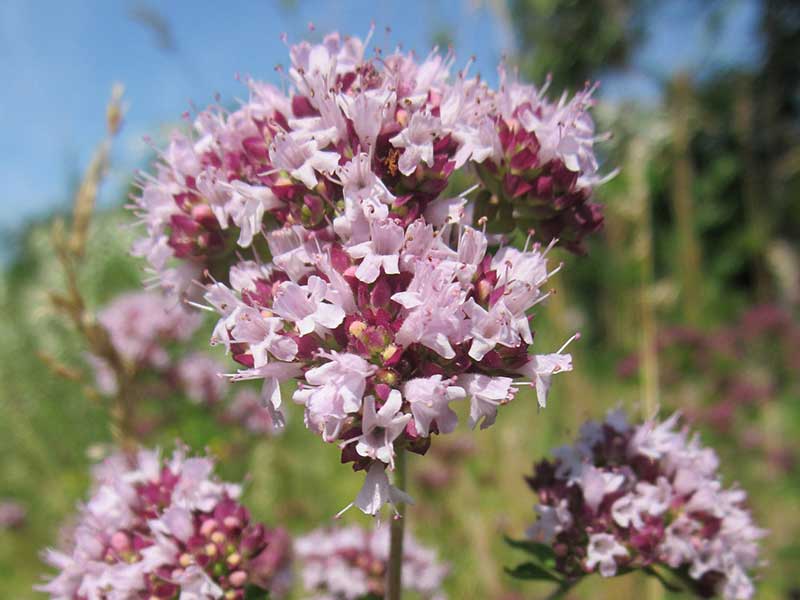 Blommande oregano - x