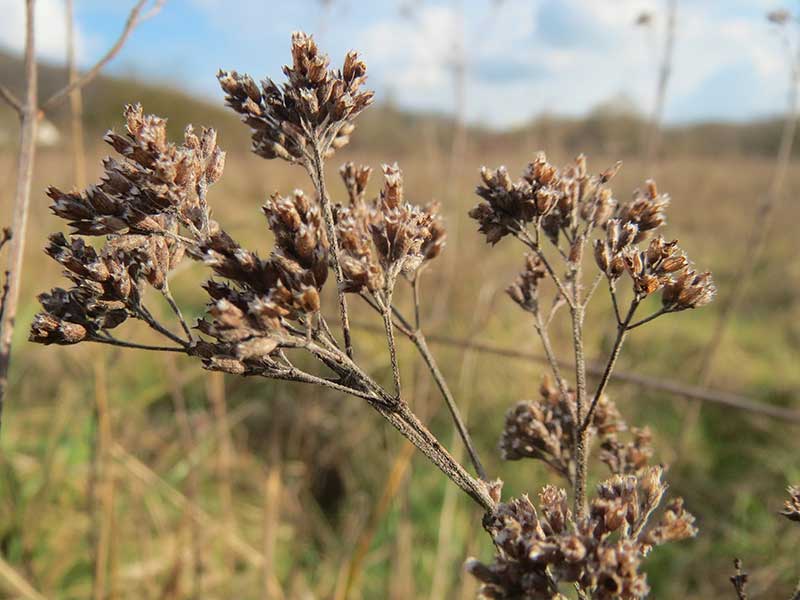 Frökapsel av oregano - x Frökapsel av oregano - x