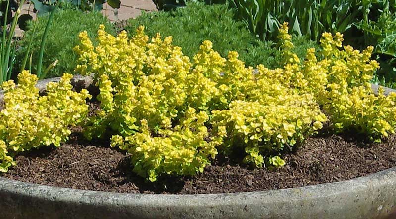Gulbladig oregano - x Gulbladig oregano - x