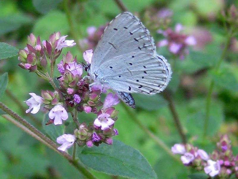 Oregano med blomma som pollineras av fjäril blåvinge - x