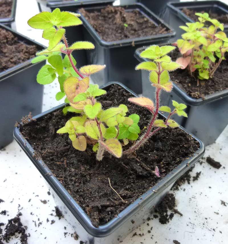 Frösådd oregano planta - x Frösådd oregano planta - x