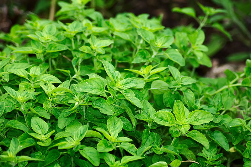 Grekisk oregano - px Grekisk oregano - px