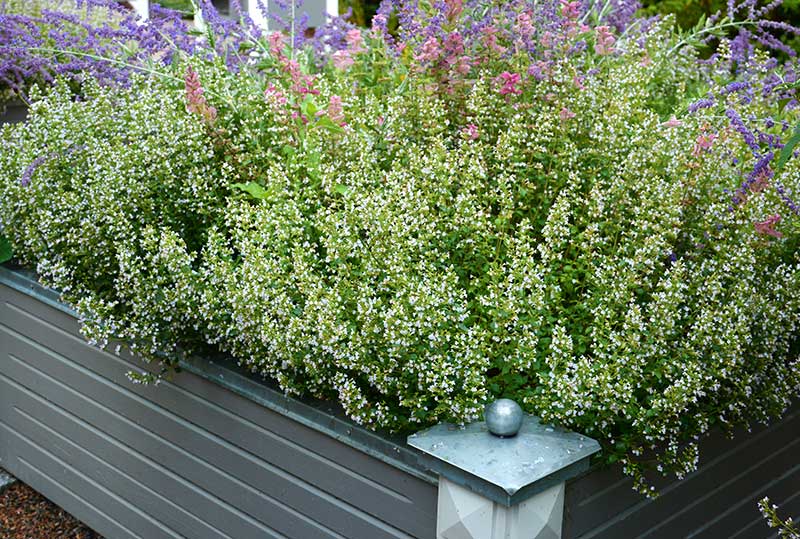 Vitblommande oregano i pallkrage - x Vitblommande oregano i pallkrage - x