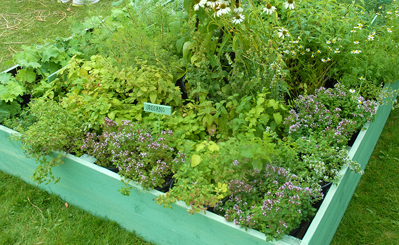 Oregano i pallkrage - x Oregano i pallkrage - x