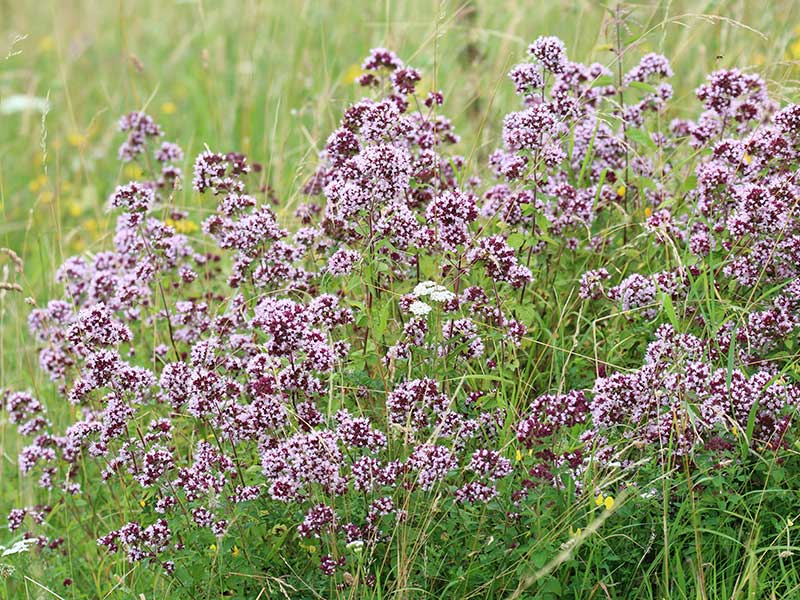 Vildväxande oregano på Cypern - x