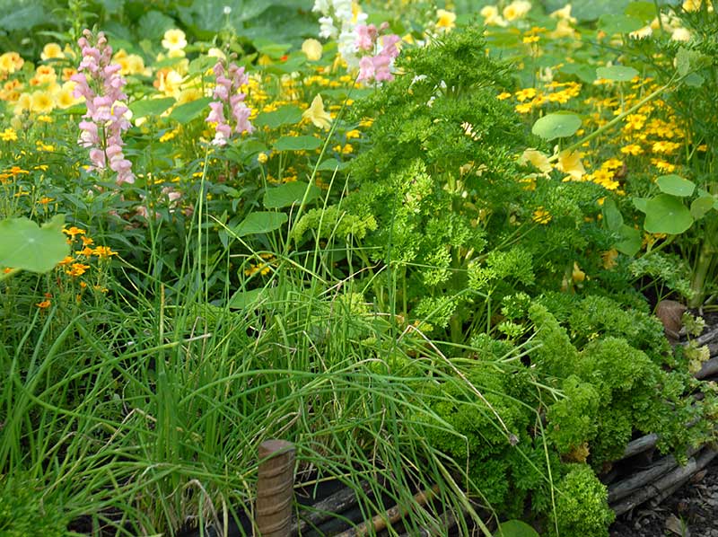 Persilja samordnad med piplök och blommor i rabatt - x