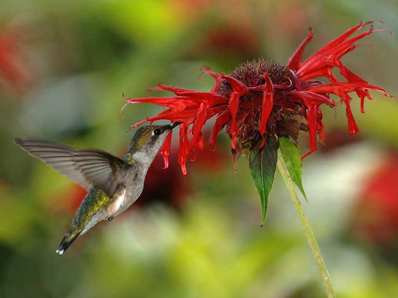 Temynta pollinerad av kolibri - x