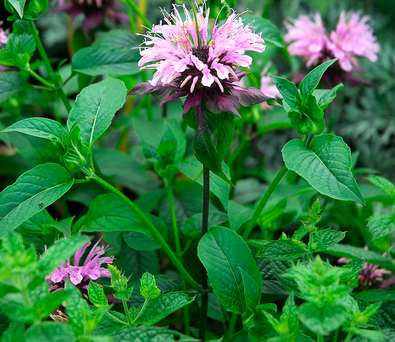 Rosa temynta