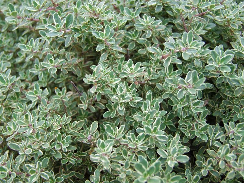 Citrontimjan Silver Queen