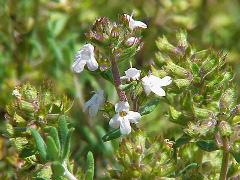 Apelsintimjan