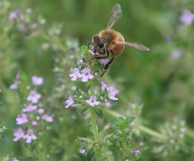 Pollenrik timjanblomma med bi