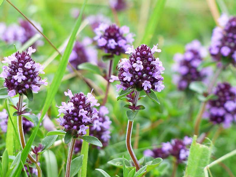 Kryddtimjan Thymus vulgaris med blomma Kryddtimjan Thymus vulgaris med blomma