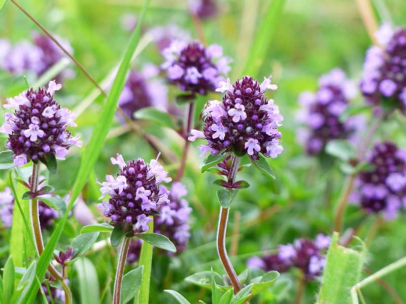 Blommor på timjan