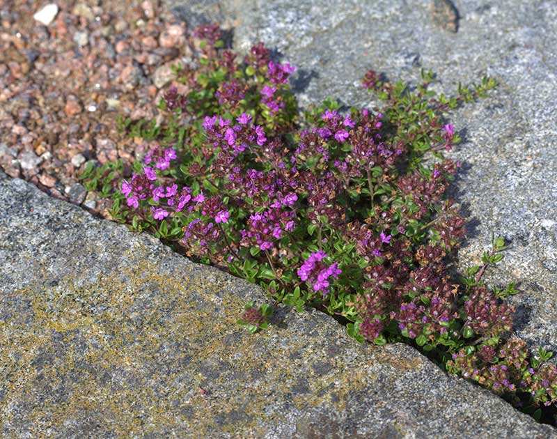 Timjan som växer mellan stenplattor Timjan som växer mellan stenplattor