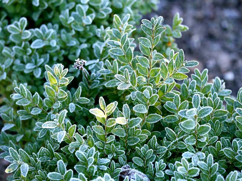 Vintergrön timjan med frost Vintergrön timjan med frost